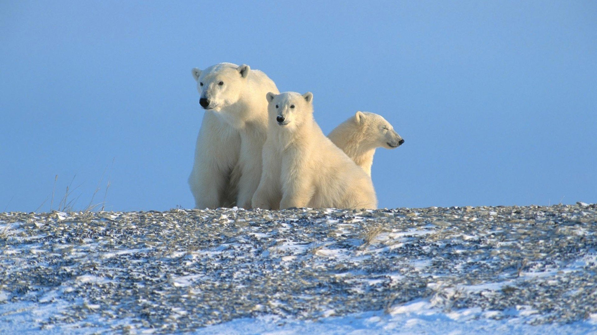 polar bears Wallpaper