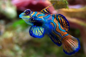 fish, Colorful