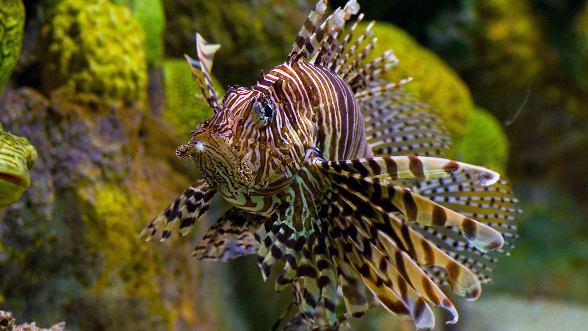 lionfish, Fish Wallpaper