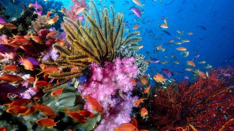 coral, Fish, Underwater HD Wallpaper Desktop Background