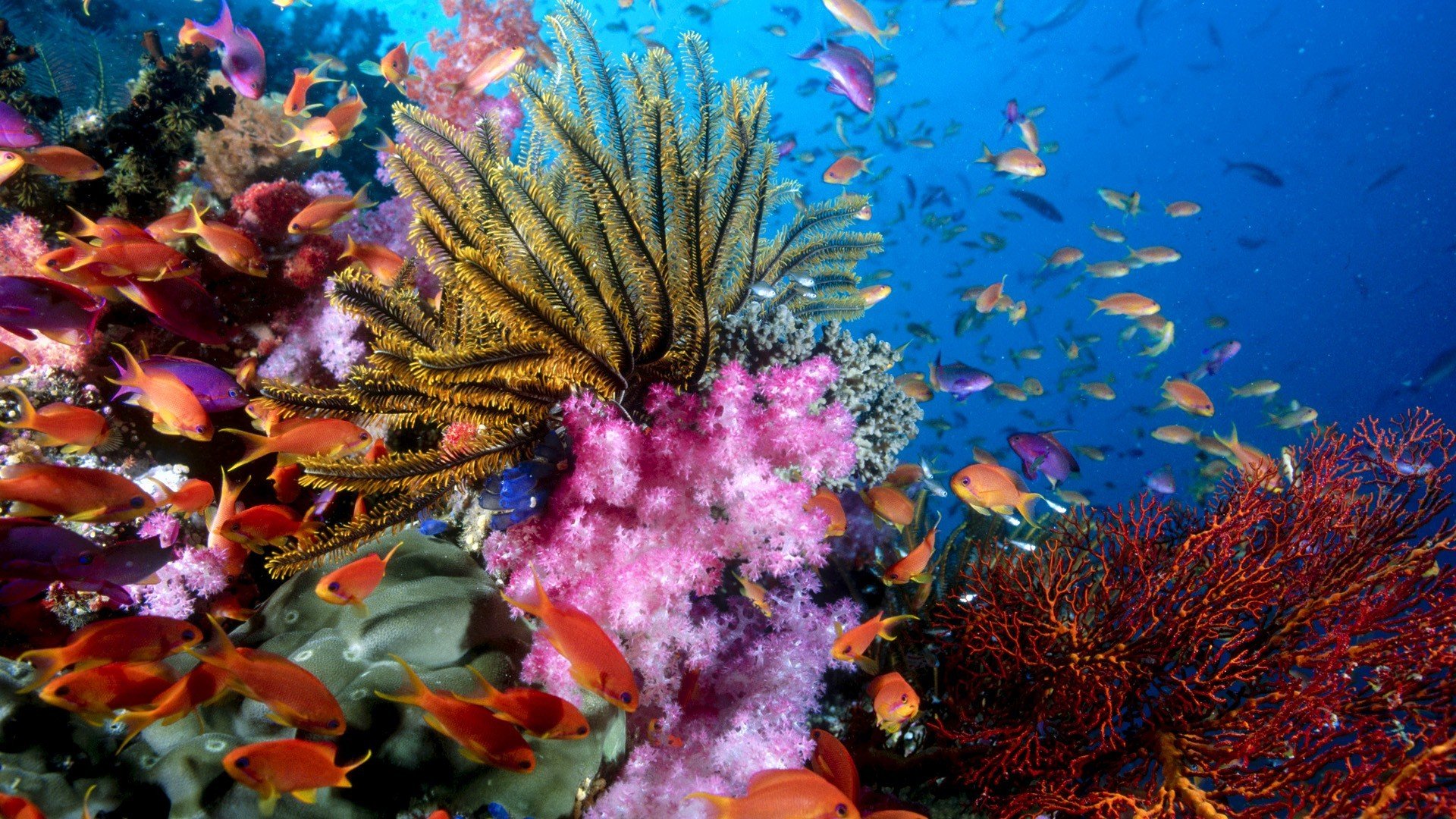 coral, Fish, Underwater Wallpaper