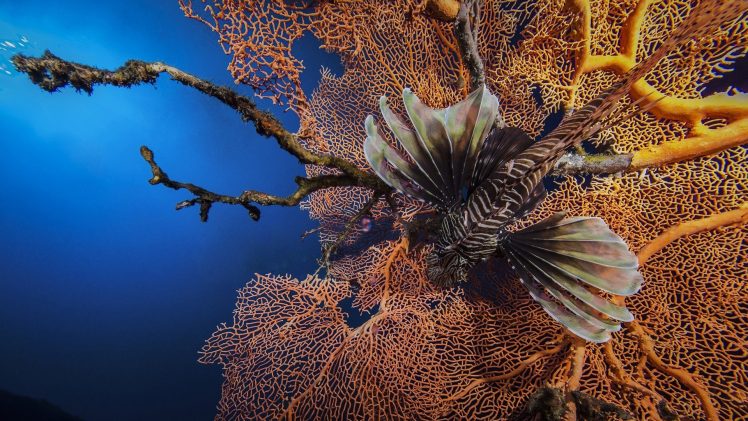 coral, Lionfish HD Wallpaper Desktop Background