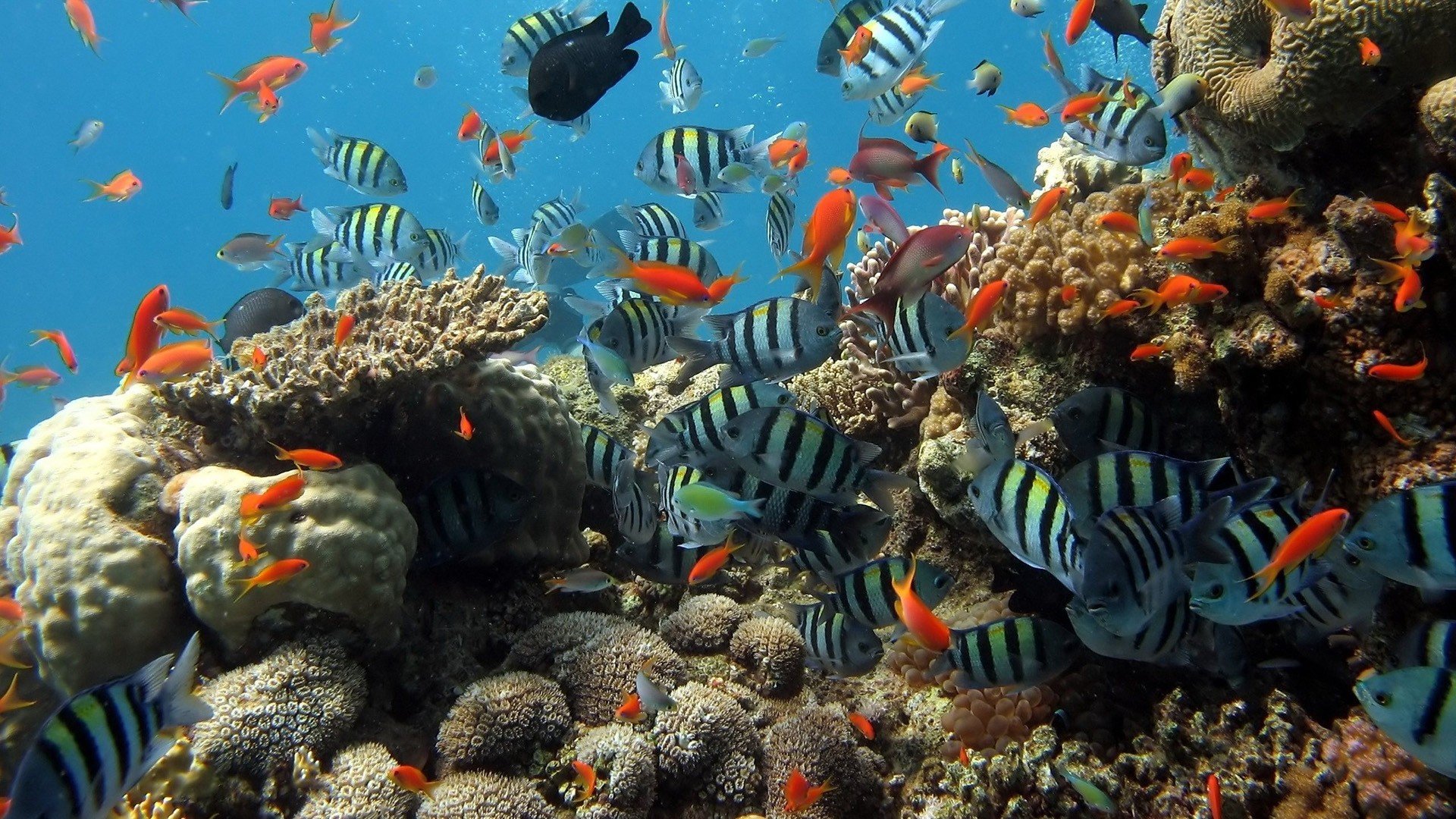 fish, Coral Wallpaper
