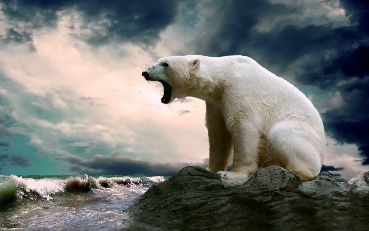 polar bears HD Wallpaper Desktop Background