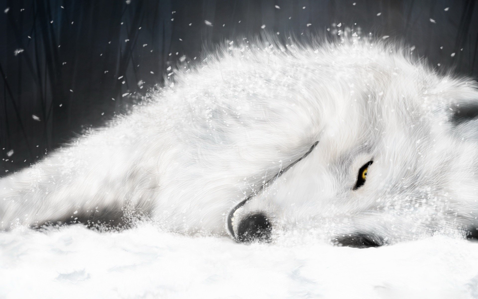 wolf Wallpaper