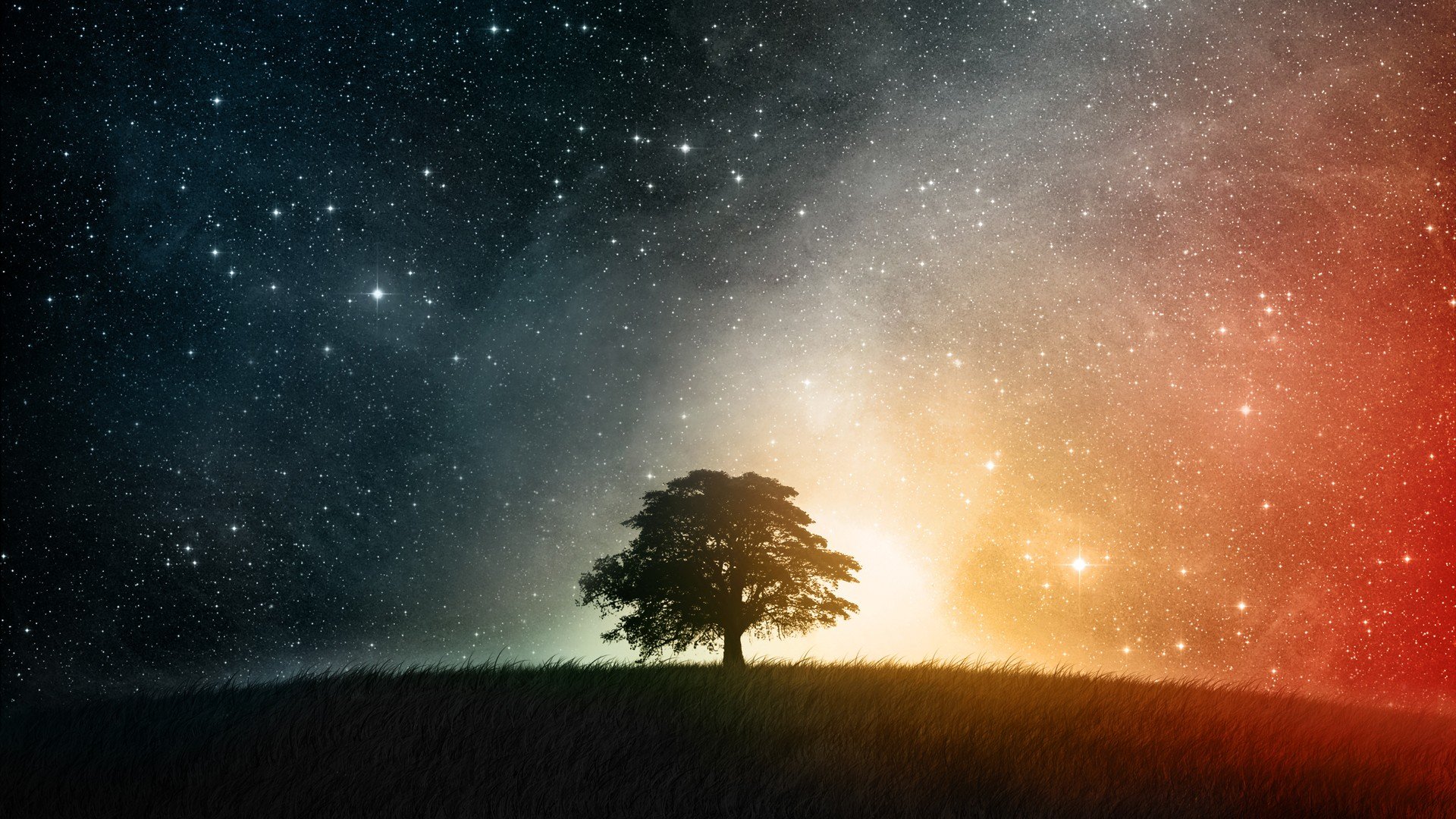 trees Wallpaper