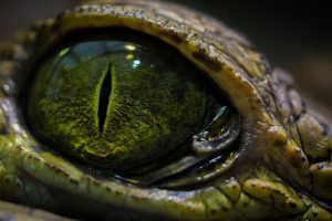 eyes, Macro, Crocodiles, Reptile