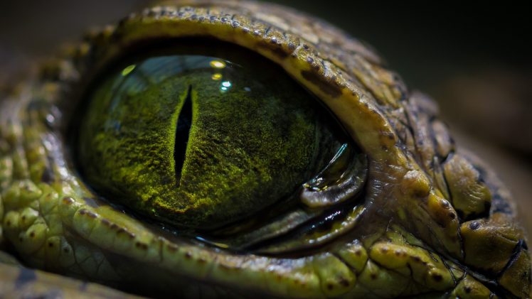 eyes, Macro, Crocodiles, Reptile HD Wallpaper Desktop Background
