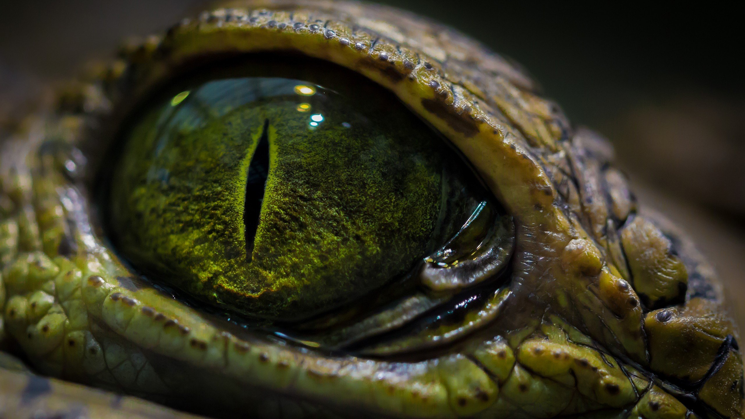 eyes, Macro, Crocodiles, Reptile Wallpaper
