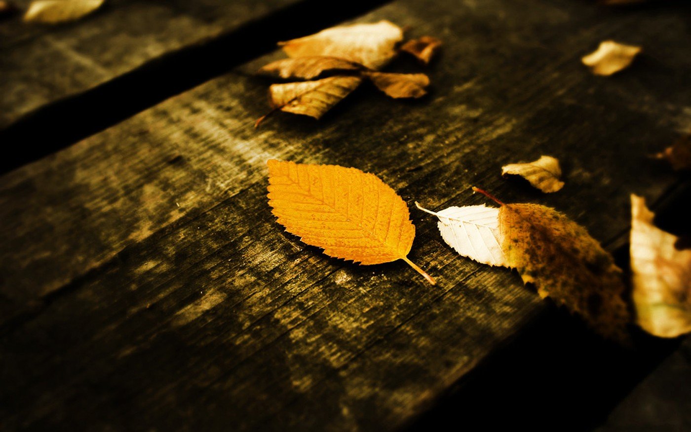 leaves, Wooden surface Wallpaper