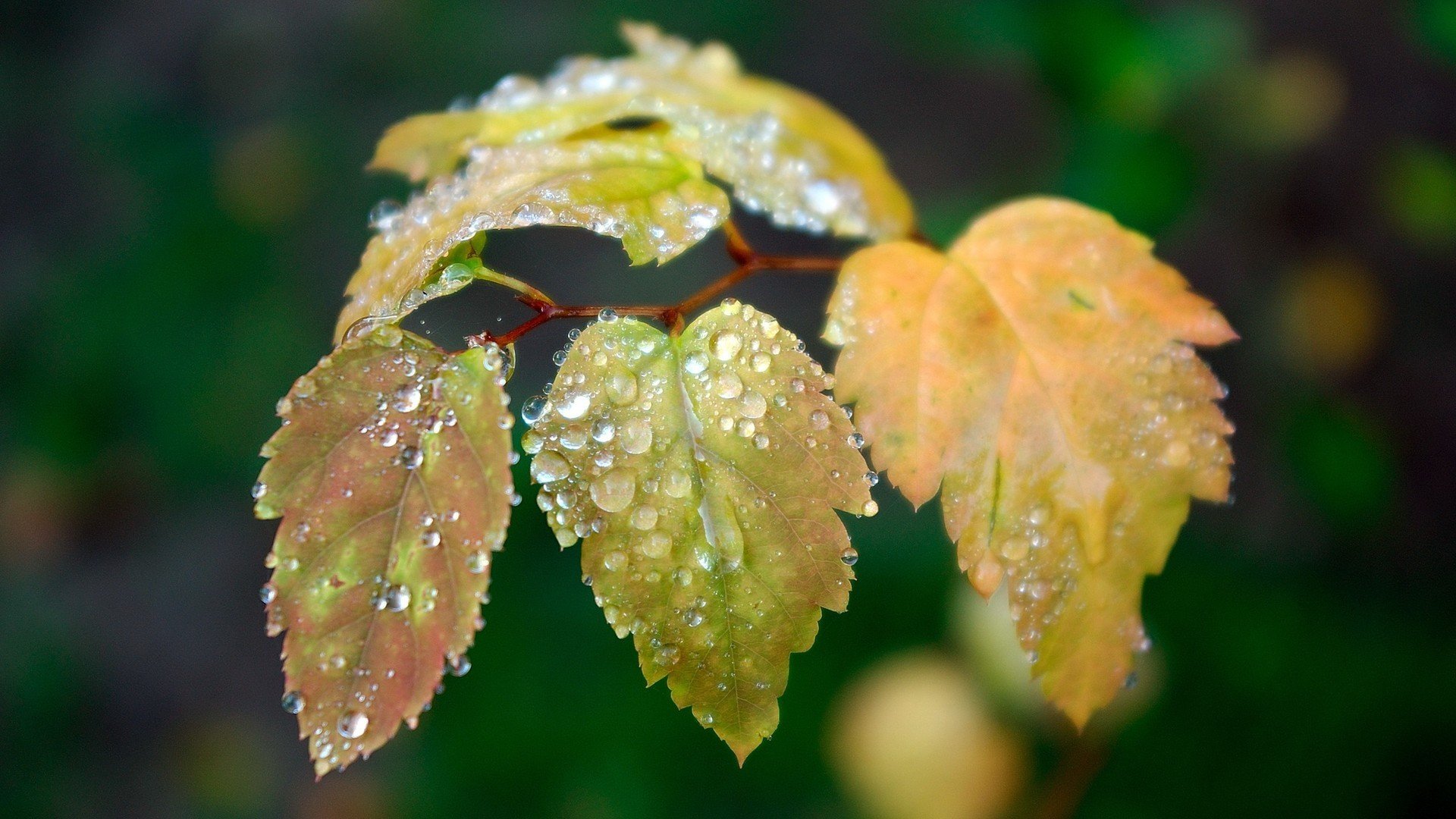 macro, Foliage, Dew Wallpaper