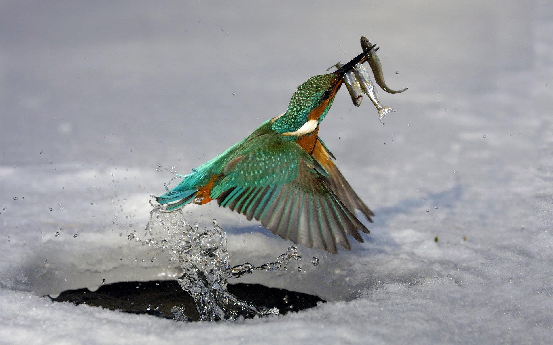 kingfisher Wallpaper