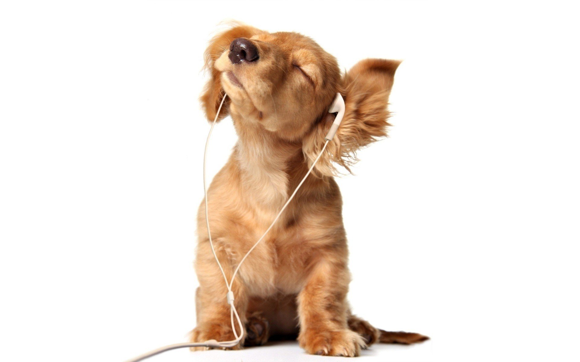 puppies Wallpaper