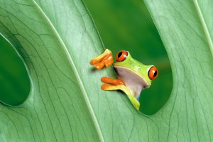 frog, Amphibian, Leaves, Red Eyed Tree Frogs