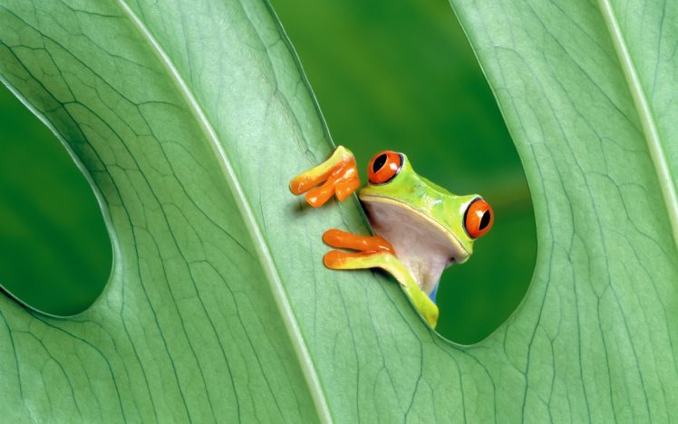 frog, Amphibian, Leaves, Red Eyed Tree Frogs HD Wallpaper Desktop Background