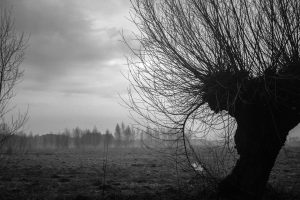 willow trees, Trees, Mist, Poland