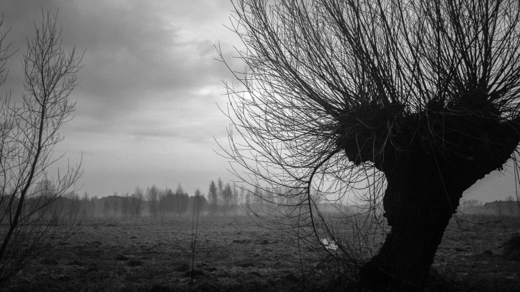 willow trees, Trees, Mist, Poland HD Wallpaper Desktop Background