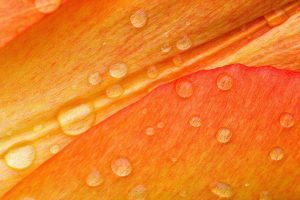 orange, Water drops