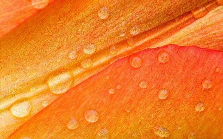 orange, Water drops HD Wallpaper Desktop Background