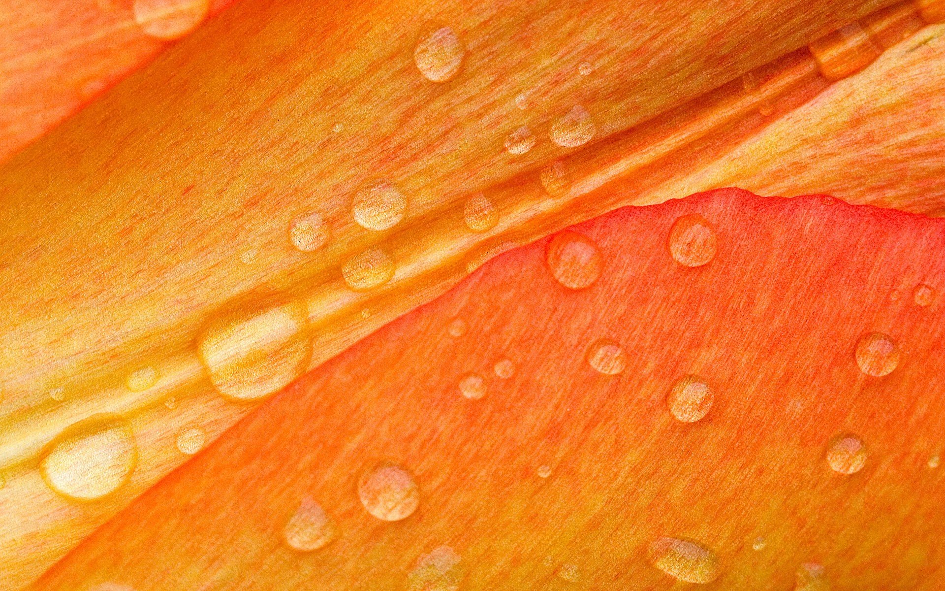 orange, Water drops Wallpaper