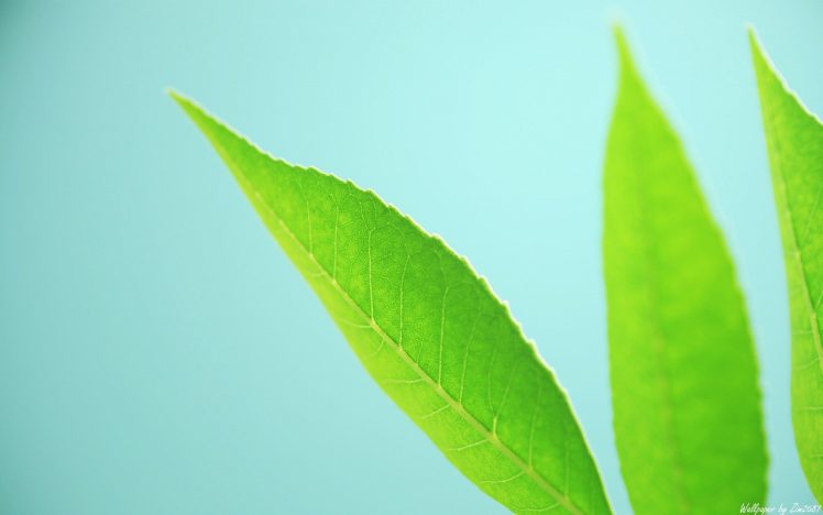 green, Leaf  bug HD Wallpaper Desktop Background