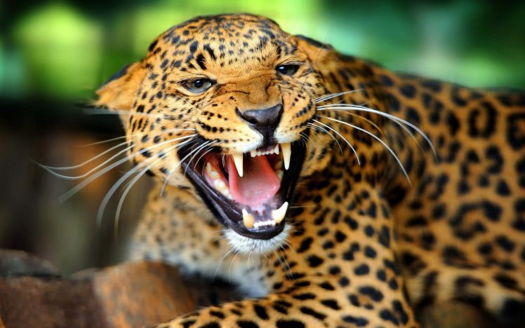 leopard HD Wallpaper Desktop Background