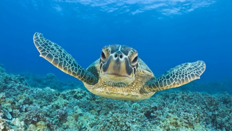 turtle, Coral HD Wallpaper Desktop Background