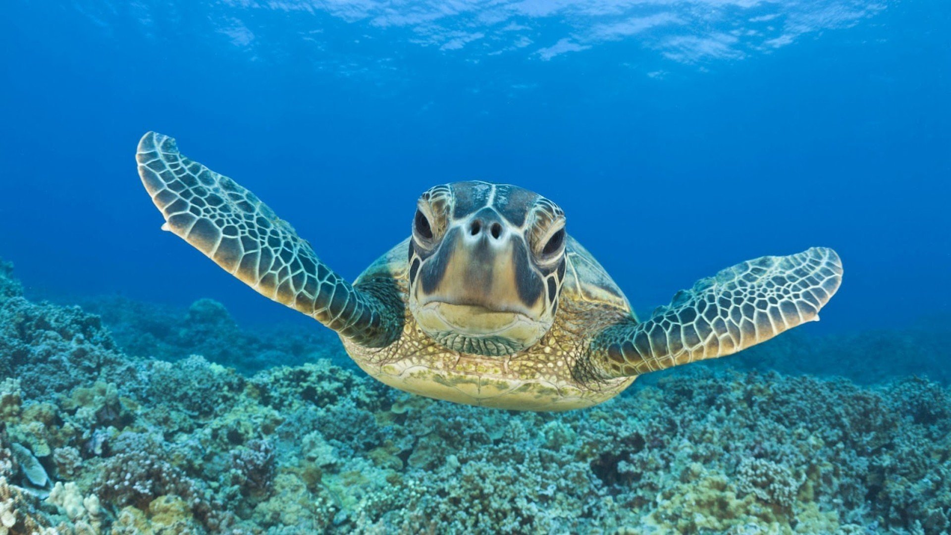 turtle, Coral Wallpaper