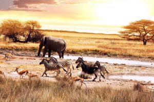 Africa, Elephants, Zebras
