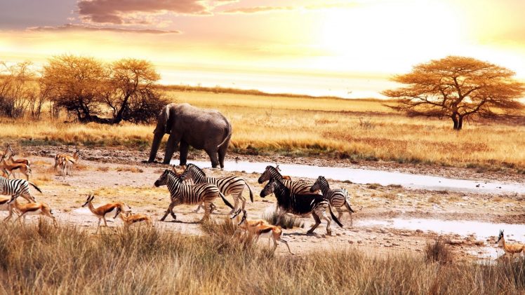 Africa, Elephants, Zebras HD Wallpaper Desktop Background