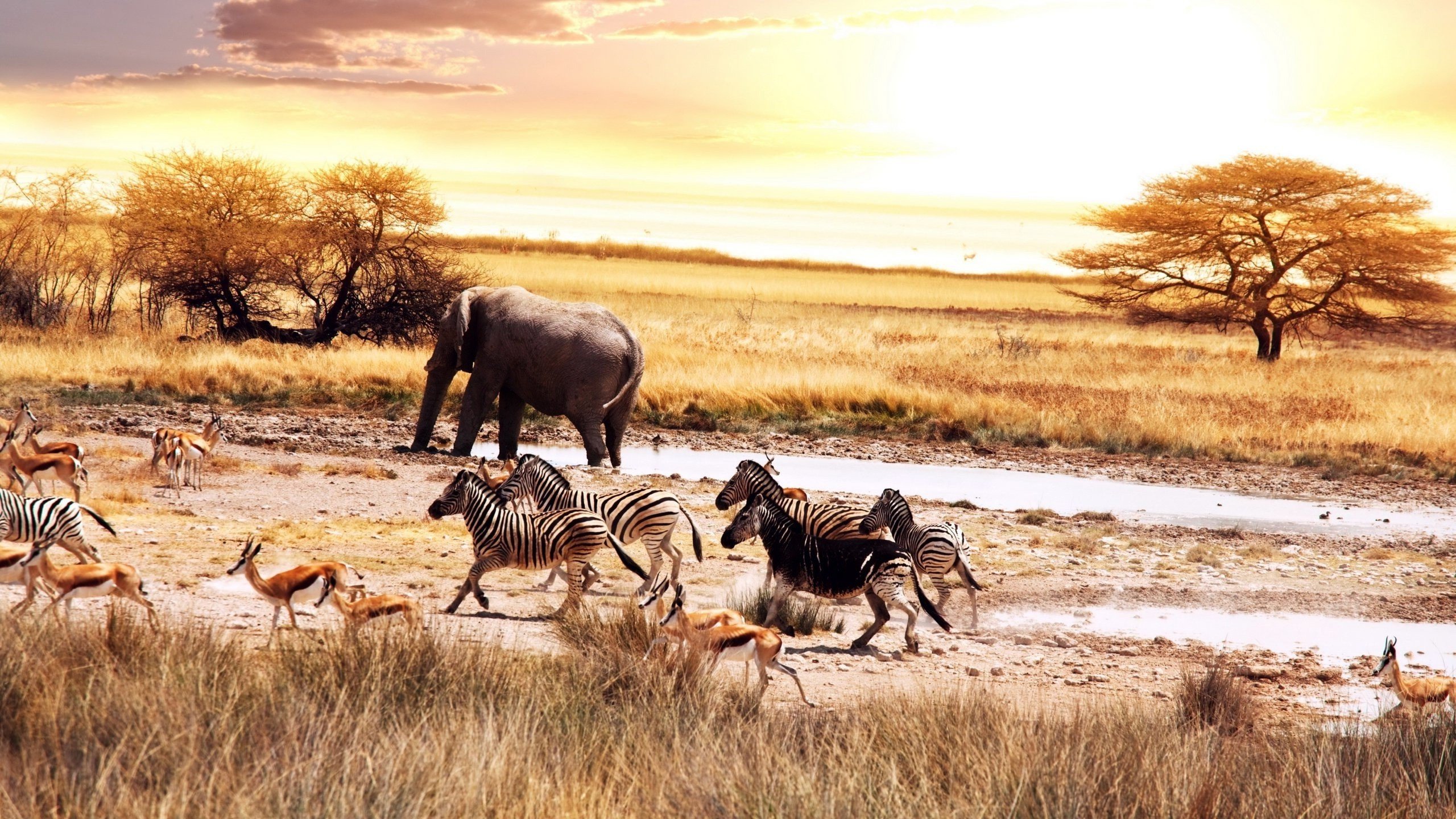 Africa, Elephants, Zebras Wallpaper