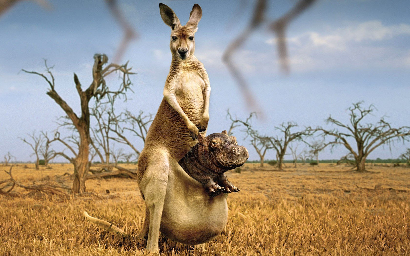 kangaroos Wallpaper