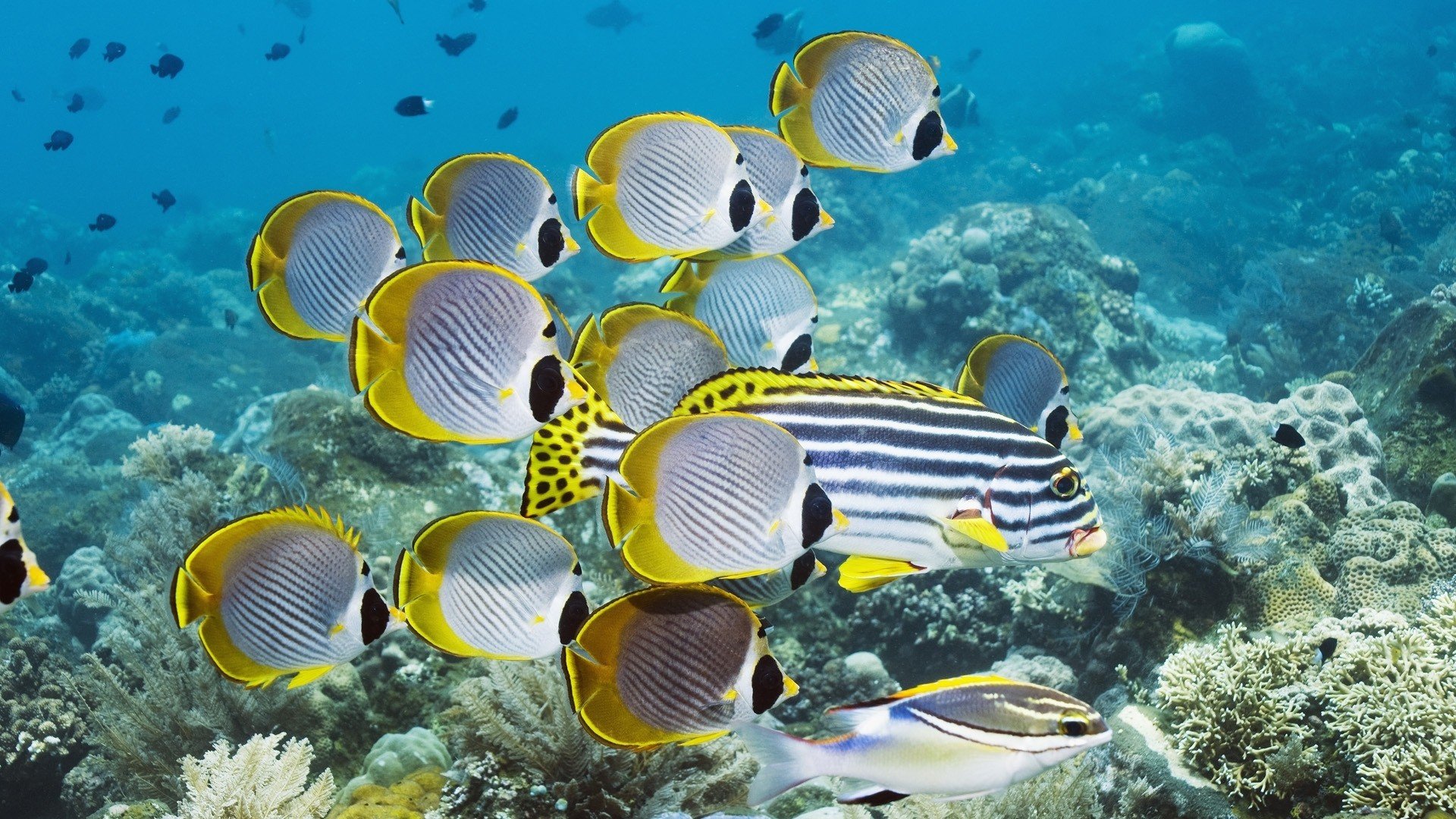 underwater Wallpaper