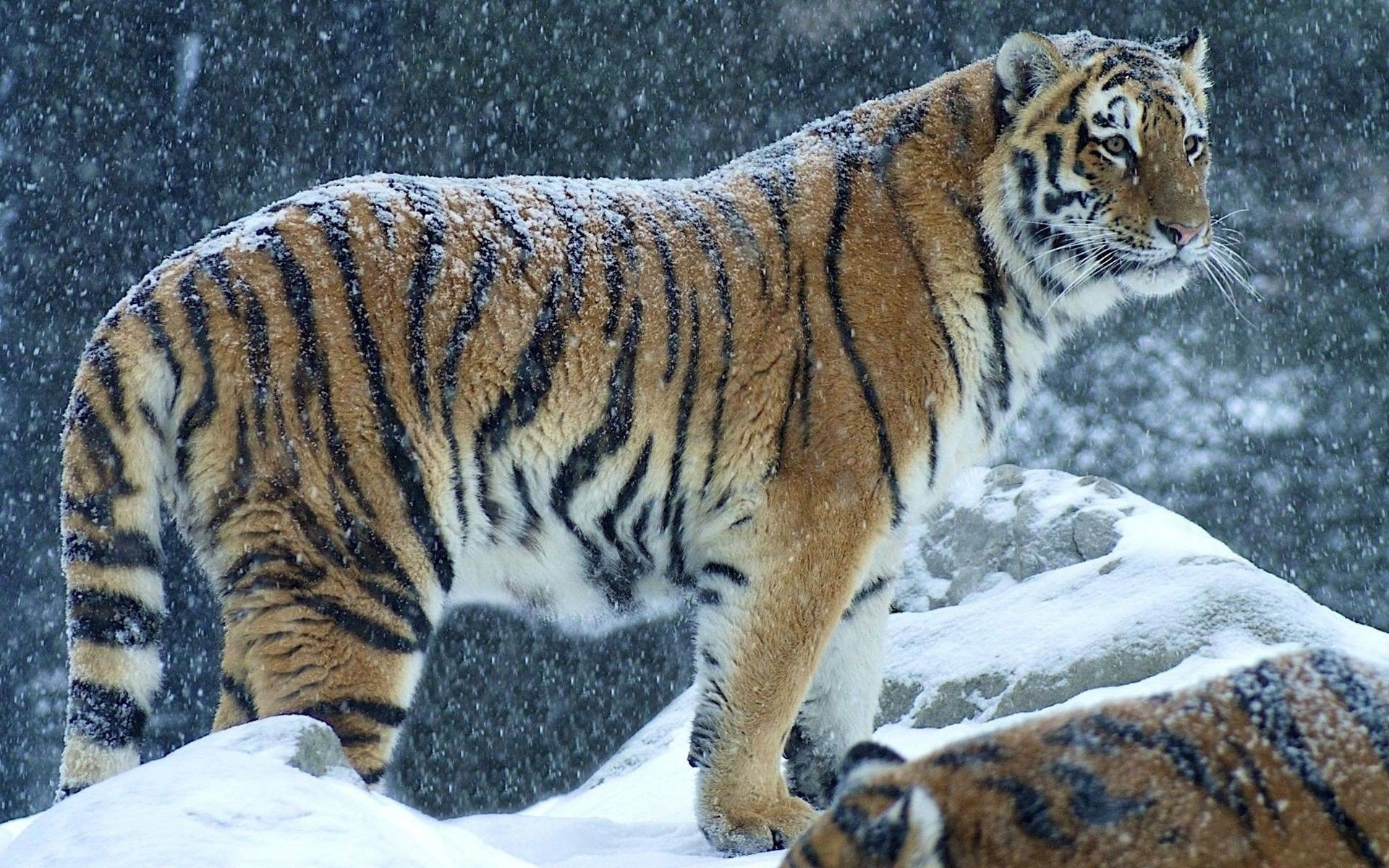 tiger Wallpaper