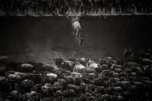 National Geographic, Bulls