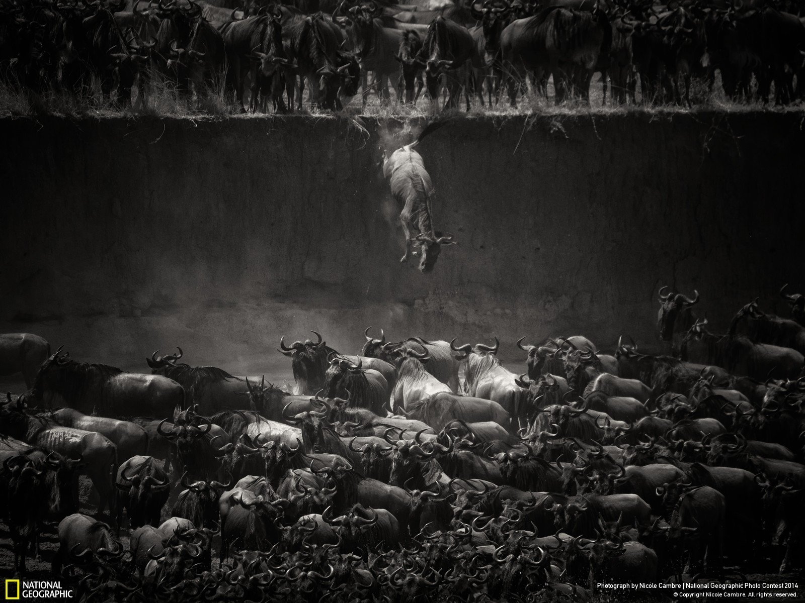 National Geographic, Bulls Wallpaper