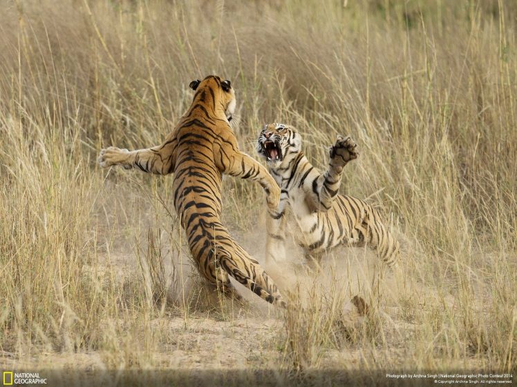 National Geographic, Tiger HD Wallpaper Desktop Background