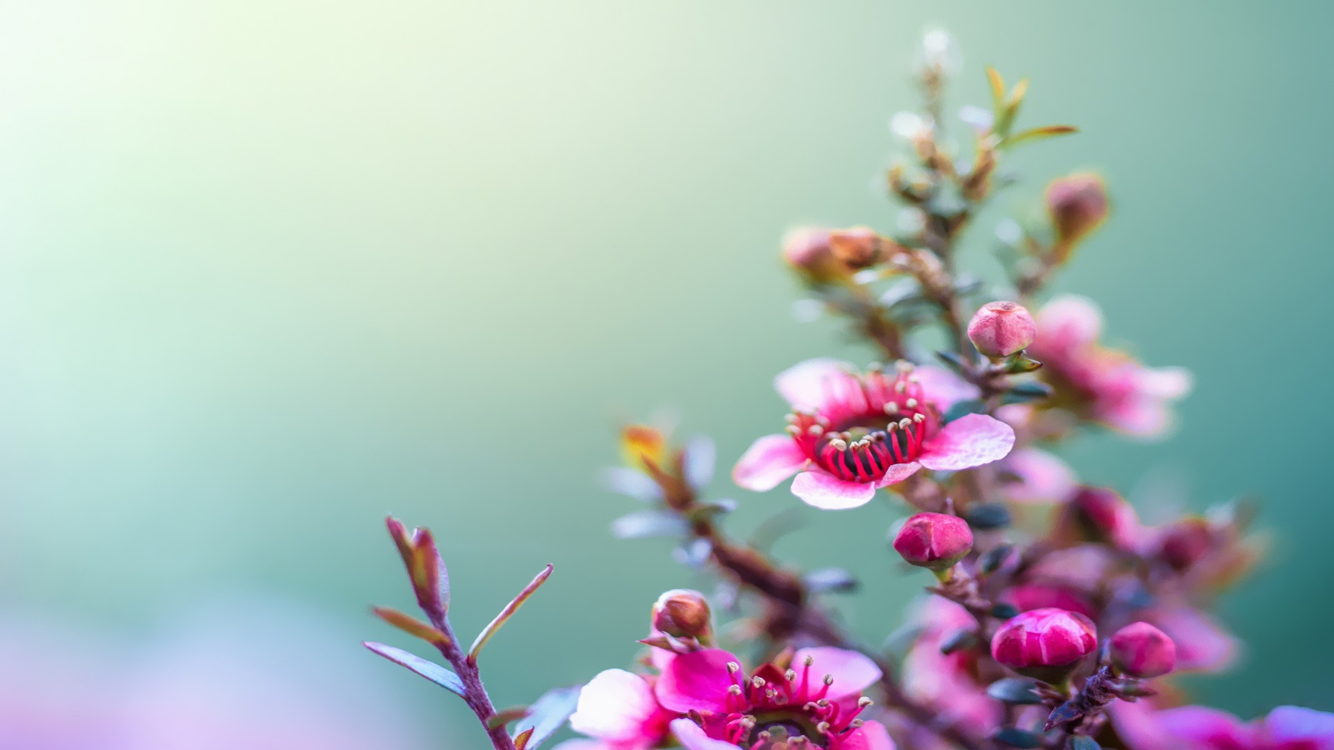 HTC One M8, HTC Sense 6 Wallpaper