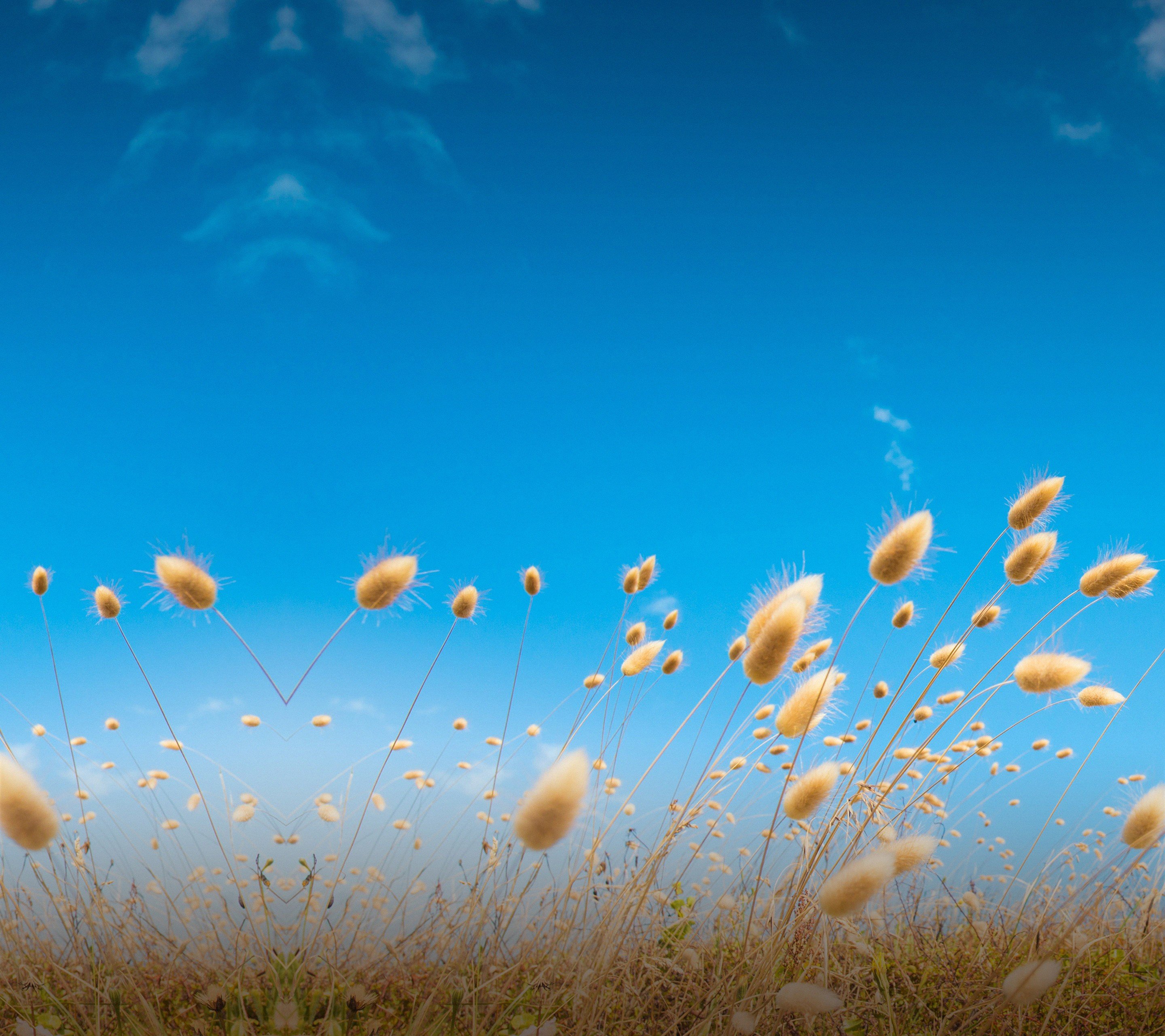 HTC, HTC One M9+, Field Wallpaper