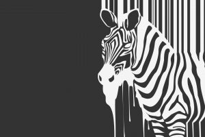 zebras, Monochrome