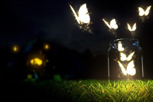 butterfly, Lights