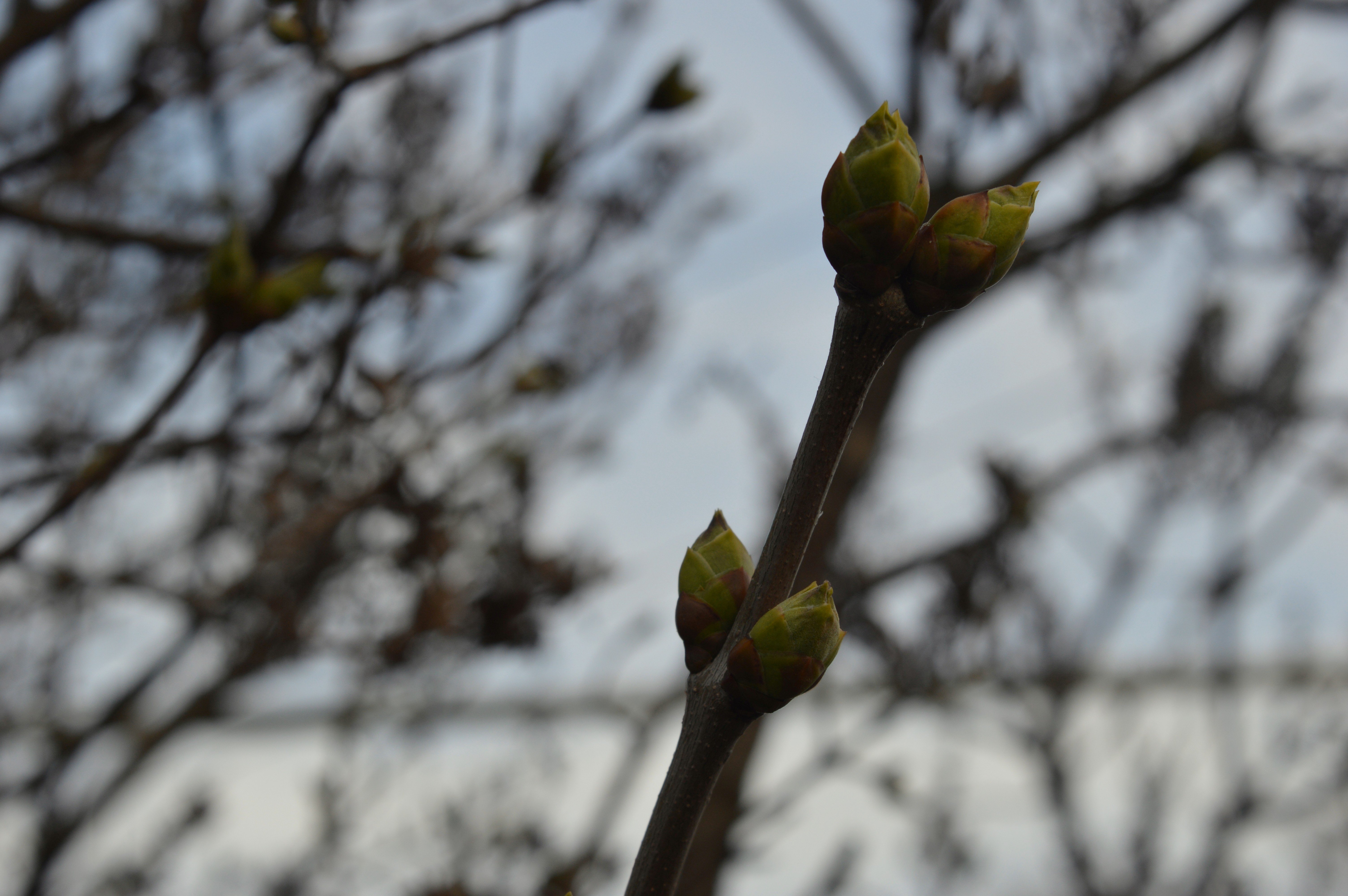 spring Wallpaper