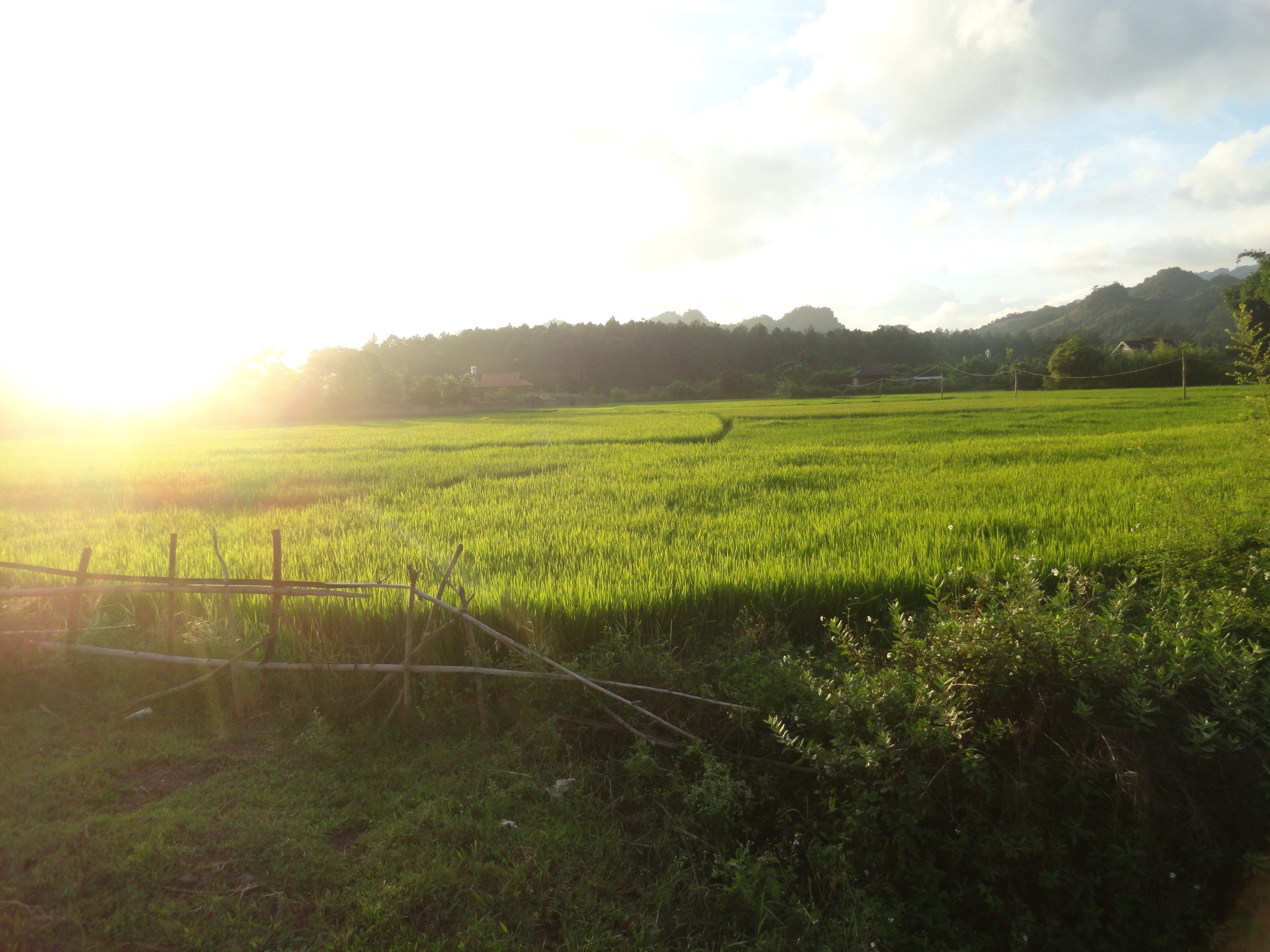 vietnamese, Vietnam, Green Wallpaper