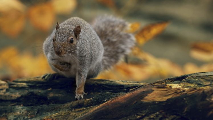 squirrel HD Wallpaper Desktop Background