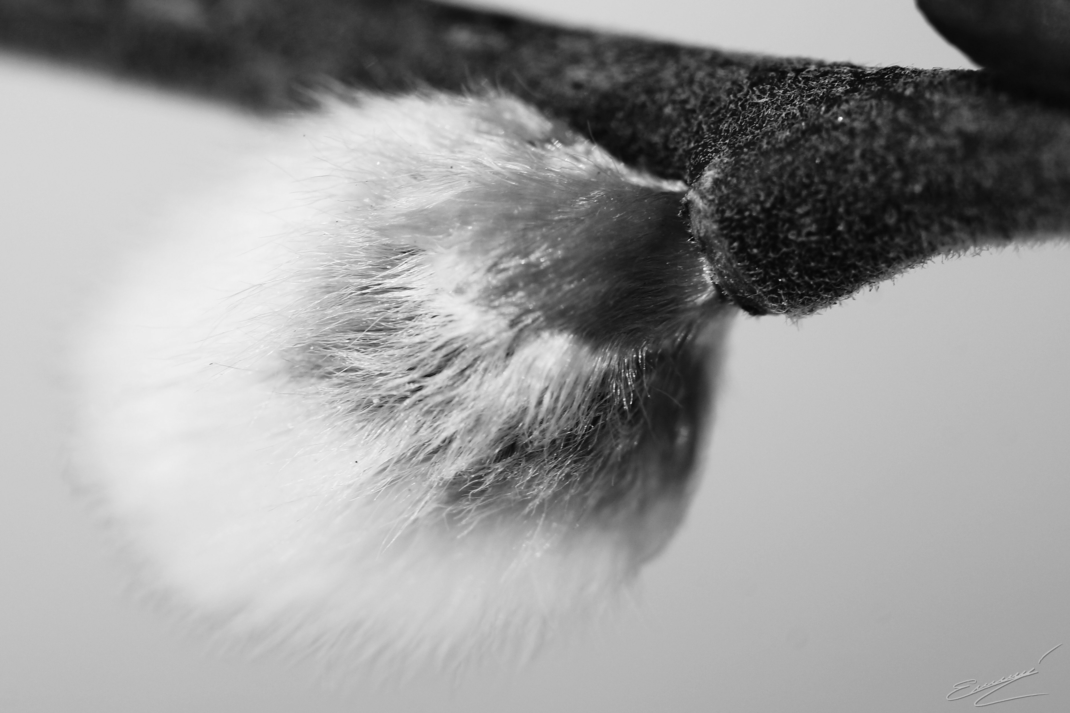 photo manipulation, Monochrome Wallpaper