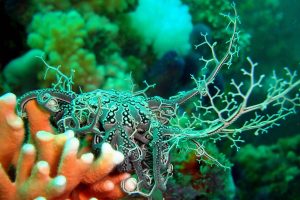 Nudibranchia, Underwater, Coral