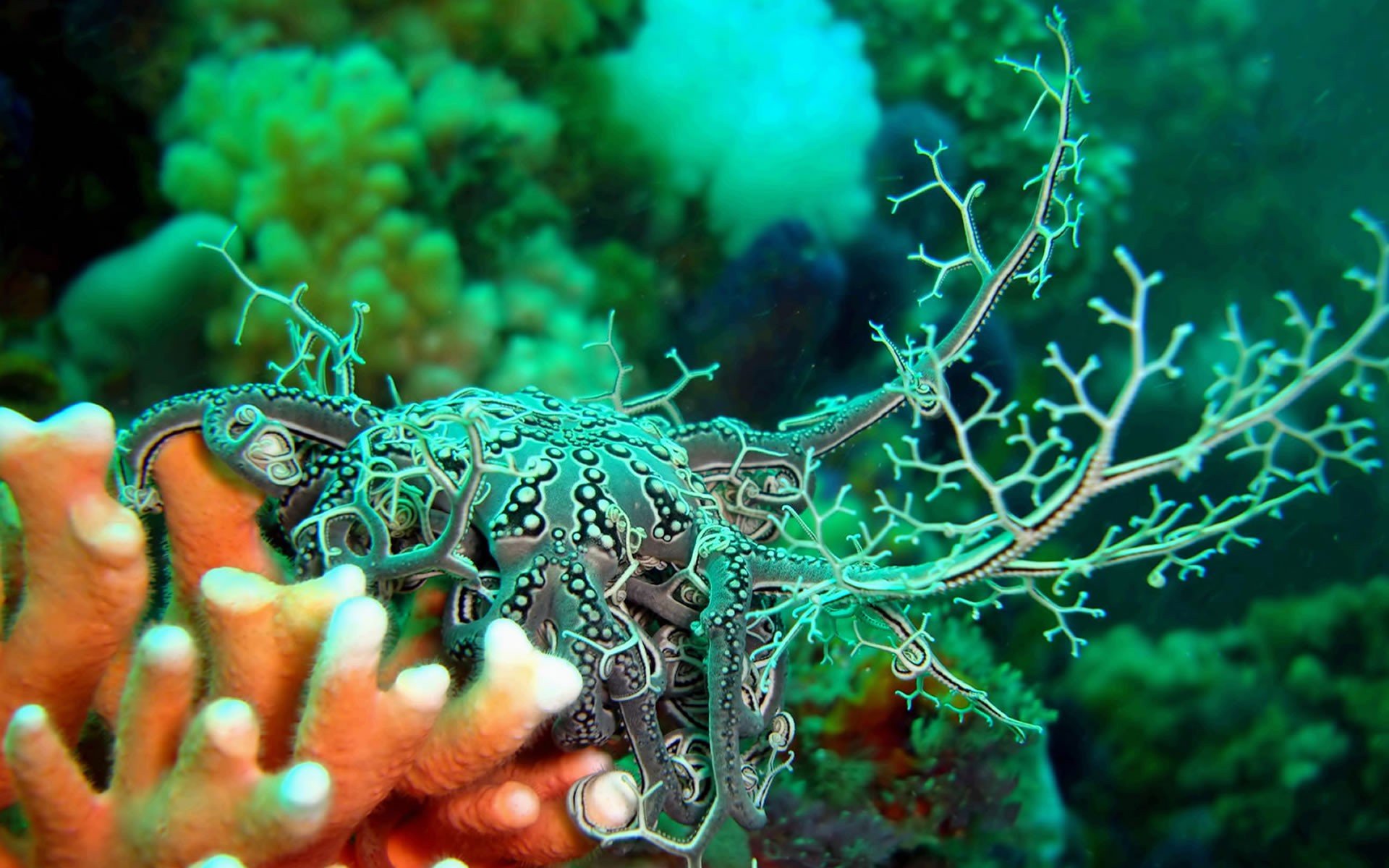 Nudibranchia, Underwater, Coral Wallpaper
