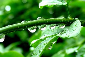 rain, Leaves, Water drops, Green
