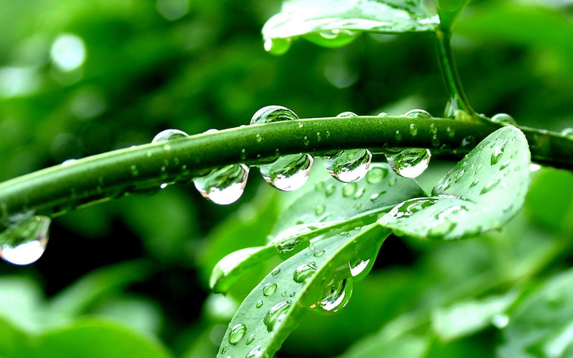 rain, Leaves, Water drops, Green Wallpaper