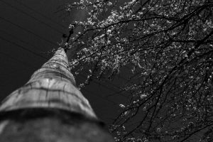 trees, Blossoms, Wires, Power lines, Poland, Utility pole, Worms eye view